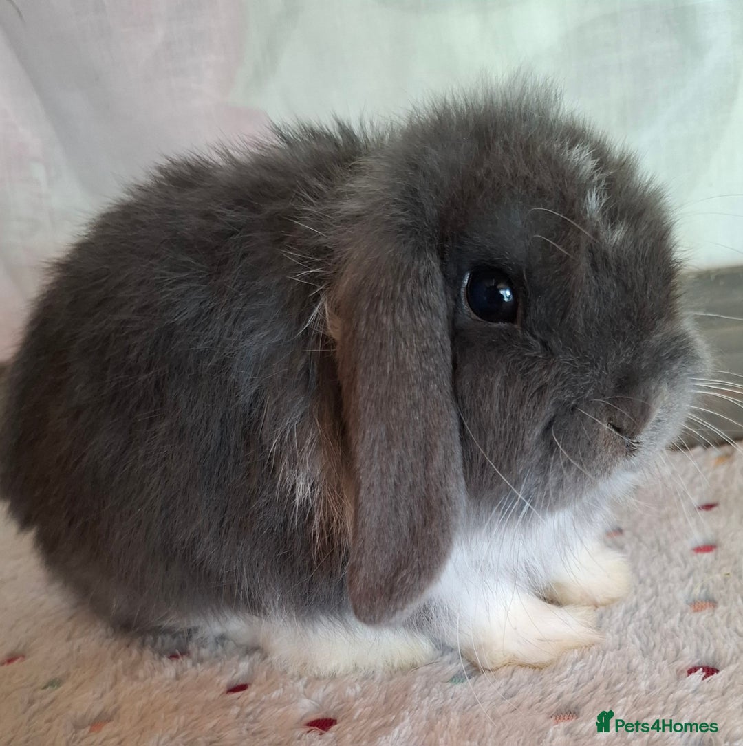 Mini Lop rabbits for sale: Mini lop kits - Image 12