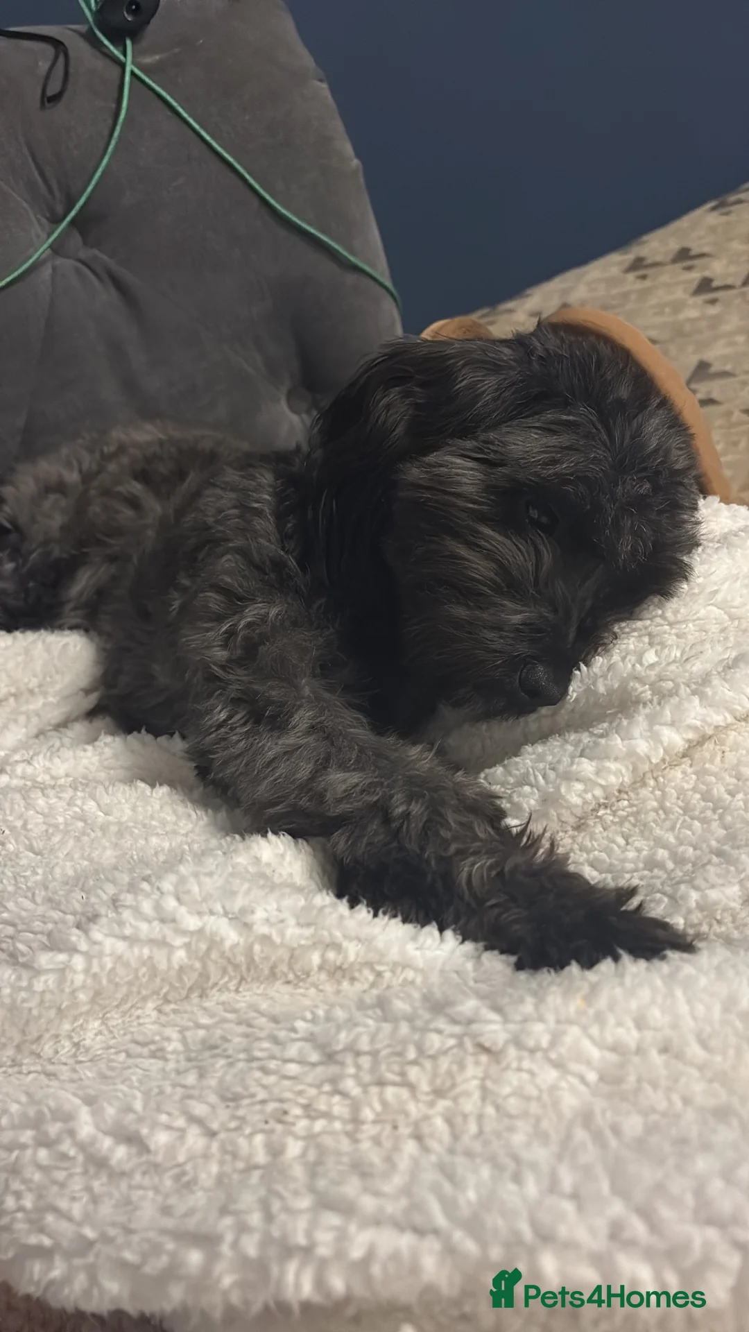 Schnoodle dogs for sale: Florrie  in Fakenham - Advert 4