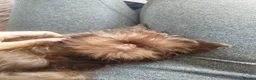 Griffon Bruxellois dogs for sale: Chocolate male - Advert 18
