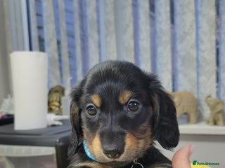 Dachshund dogs KC Miniature Dachshund - Advert 6