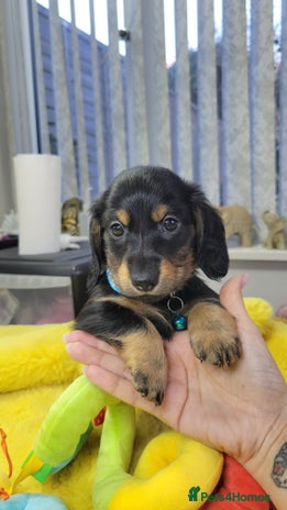 Dachshund dogs KC Miniature Dachshund - Advert 4