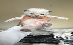 Ragdoll cats for sale: 🐾 Ragdoll Kittens Ready Soon!🐾 in Bridgwater - Image 15
