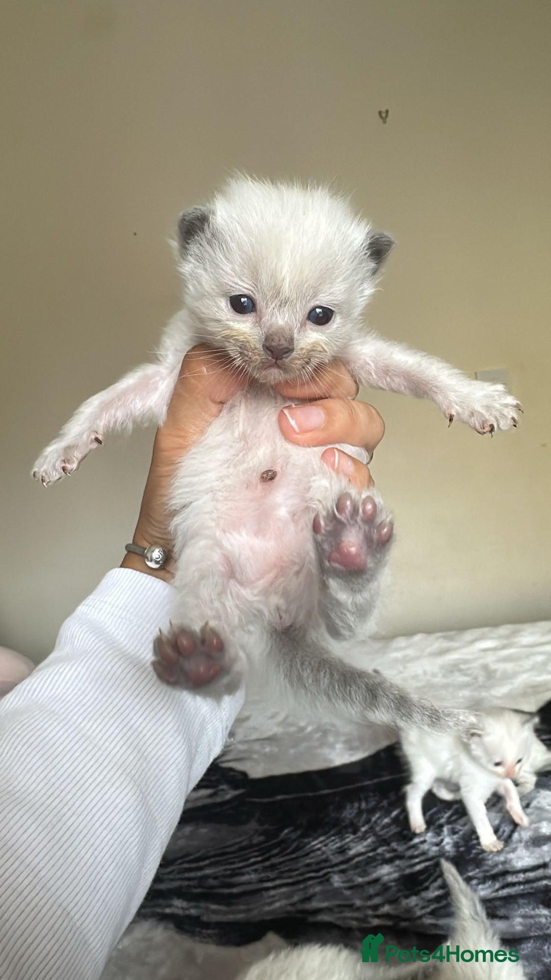 Ragdoll cats for sale: 🐾 Ragdoll Kittens Ready Soon!🐾 in Bridgwater - Image 15