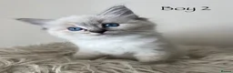 Ragdoll cats for sale: Outstanding GCCF Seal Lynx Ragdoll Kittens 🐾 - Advert 15