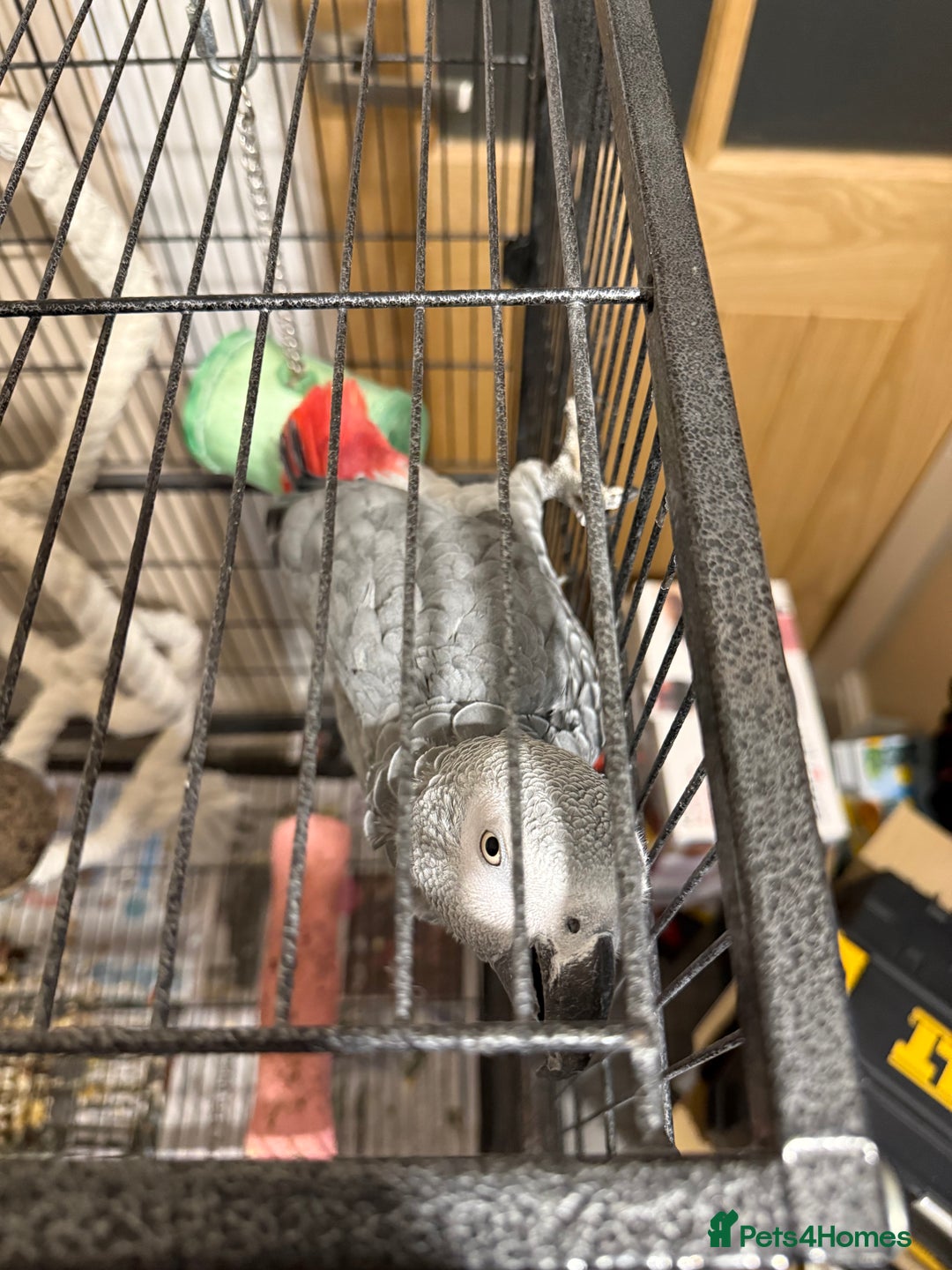 Parrots birds for sale: African Grey Parrot  - Advert 5