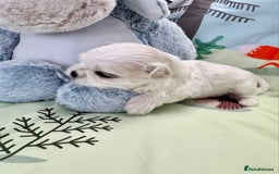 Maltese dogs for sale: 🌟Maltedoll Tiny Korean Maltese KC Reg🌟 - Image 10