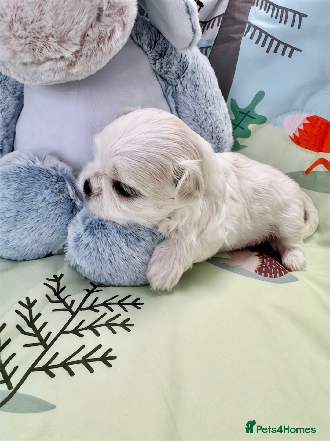 Maltese dogs for sale: 🌟Maltedoll Tiny Korean Maltese KC Reg🌟 - Image 10
