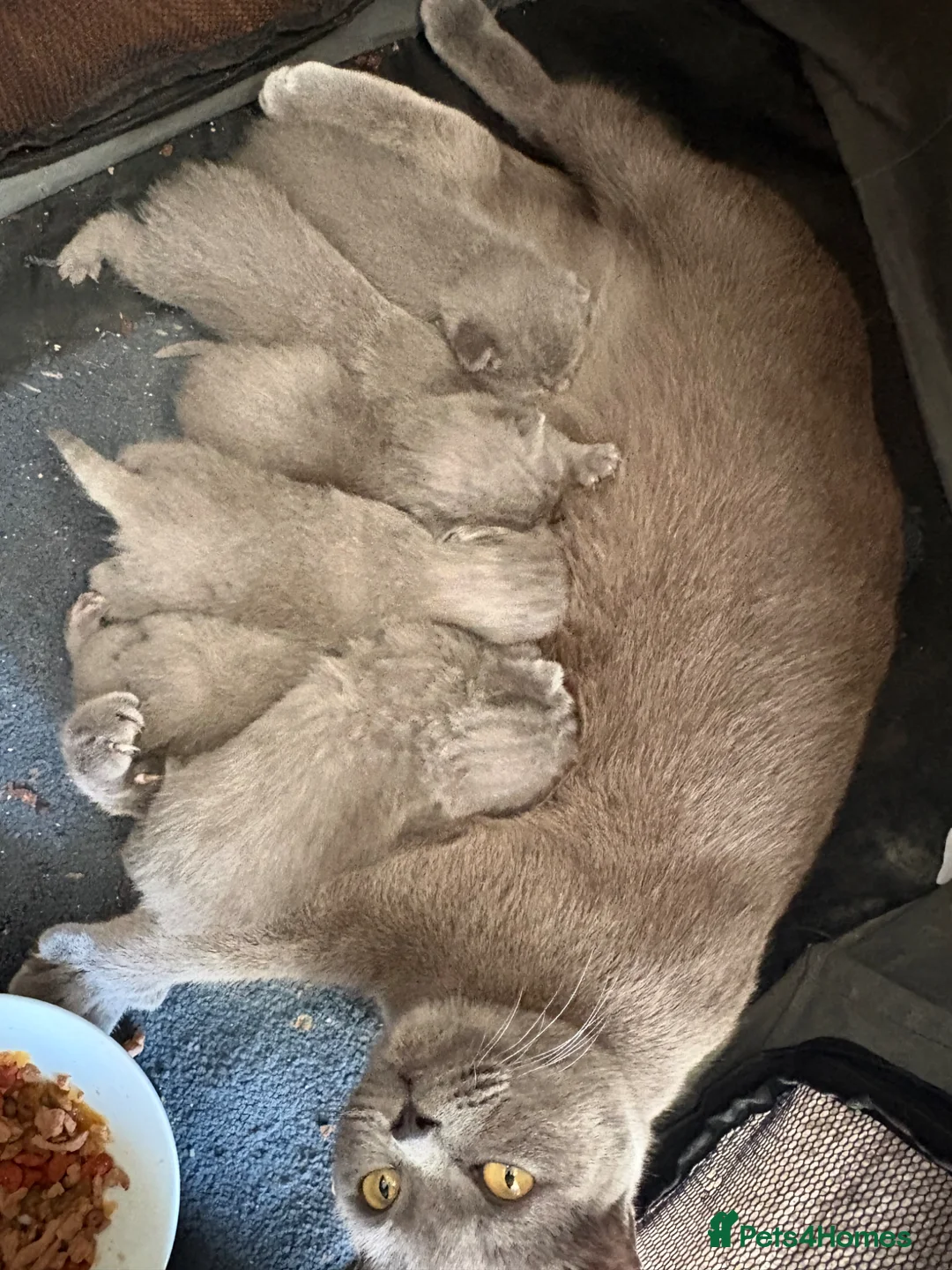 British Shorthair cats for sale: British Shorthair kittens  - Advert 1