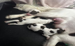 English Springer Spaniel dogs for sale: 7 English Springer Spaniel Puppies - Image 2