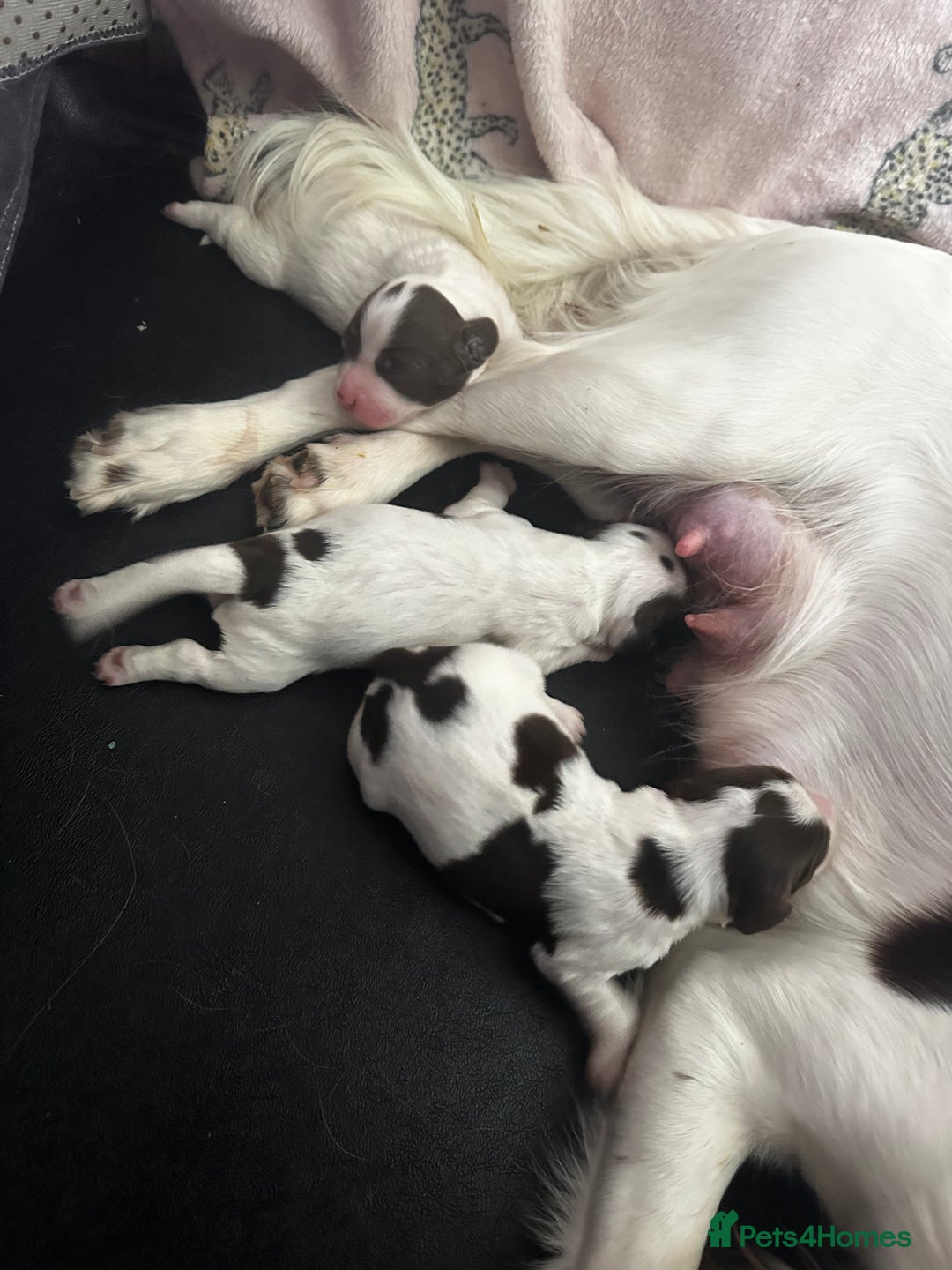 English Springer Spaniel dogs for sale: 7 English Springer Spaniel Puppies - Image 2