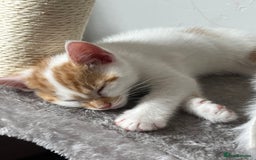 Domestic Shorthair cats for sale: Playful kitten for sale - Image 10