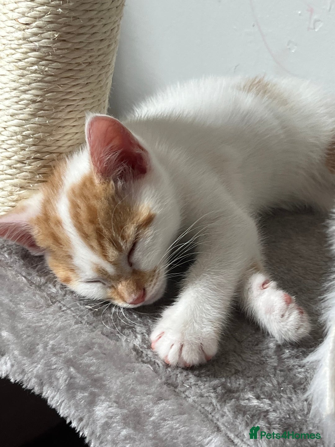 Domestic Shorthair cats for sale: Playful kitten for sale - Image 10