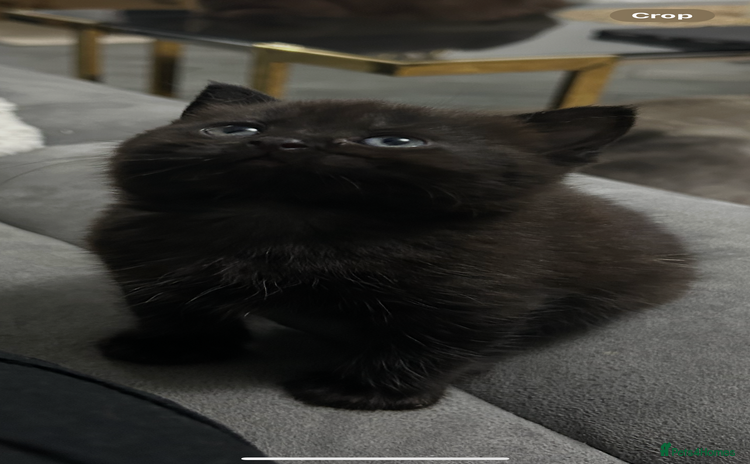 British Shorthair cats - Advert 8