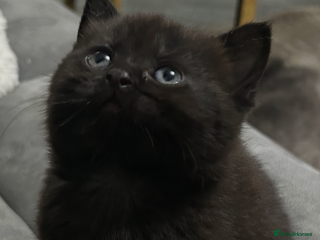 British Shorthair cats - Advert 5