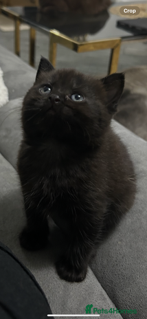 British Shorthair cats - Advert 11