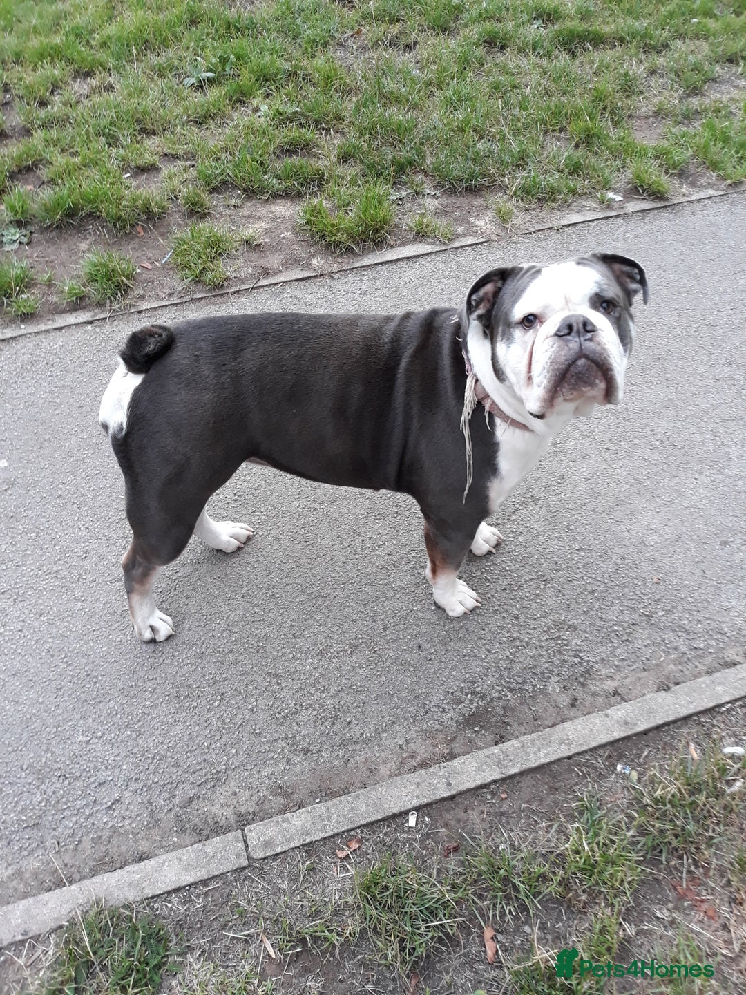Mixed Breed dogs for sale: F1 olde English bulldog - Advert 7
