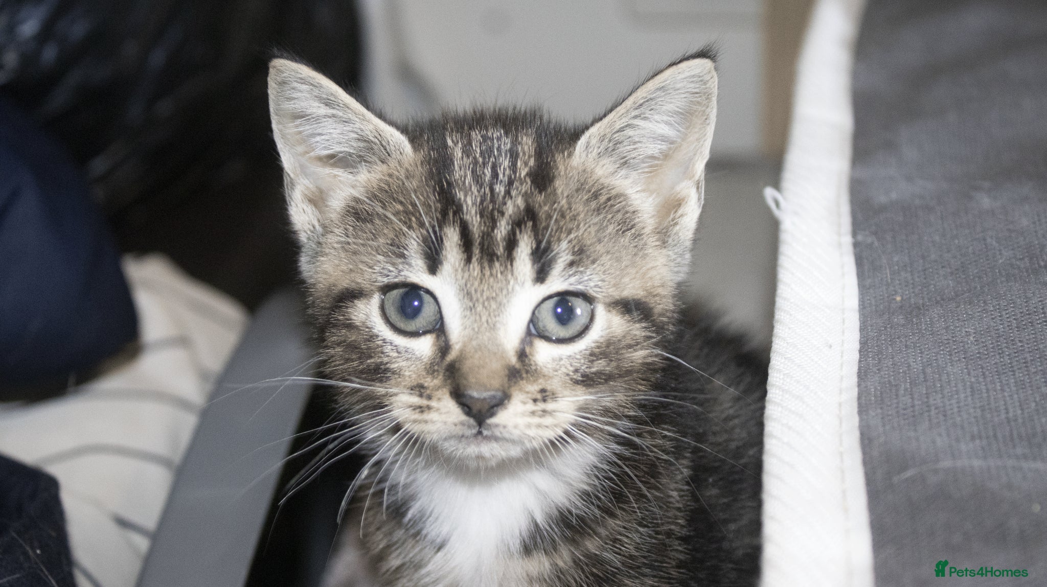 Mixed Breed cats for sale: 5 beautiful mixed breed kittens for sale. - Advert 8