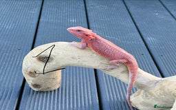 Bearded Dragon reptiles for sale: Bearded Dragon Babies  - Image 3