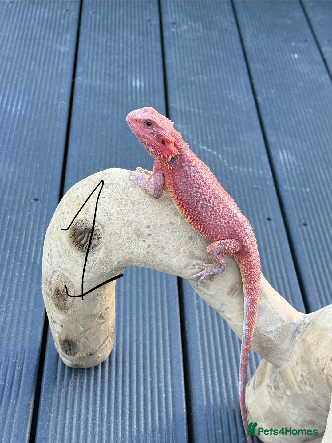 Bearded Dragon reptiles for sale: Bearded Dragon Babies  - Image 3
