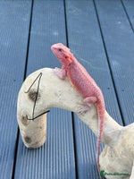 Bearded Dragon reptiles - Advert 9