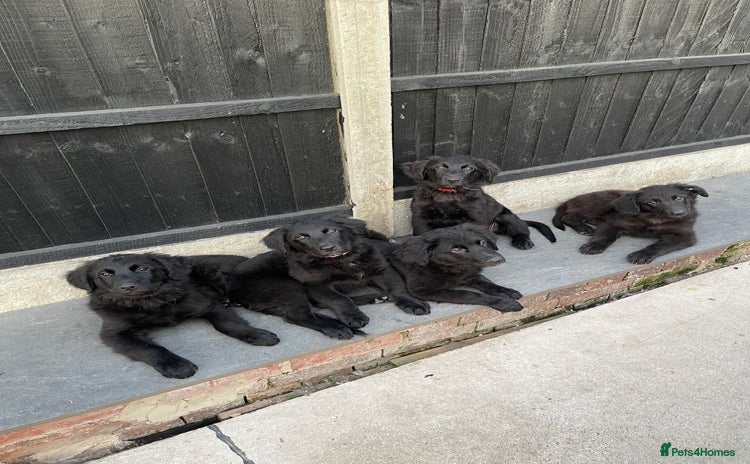 Mixed Breed dogs in Swadlincote - Advert 5