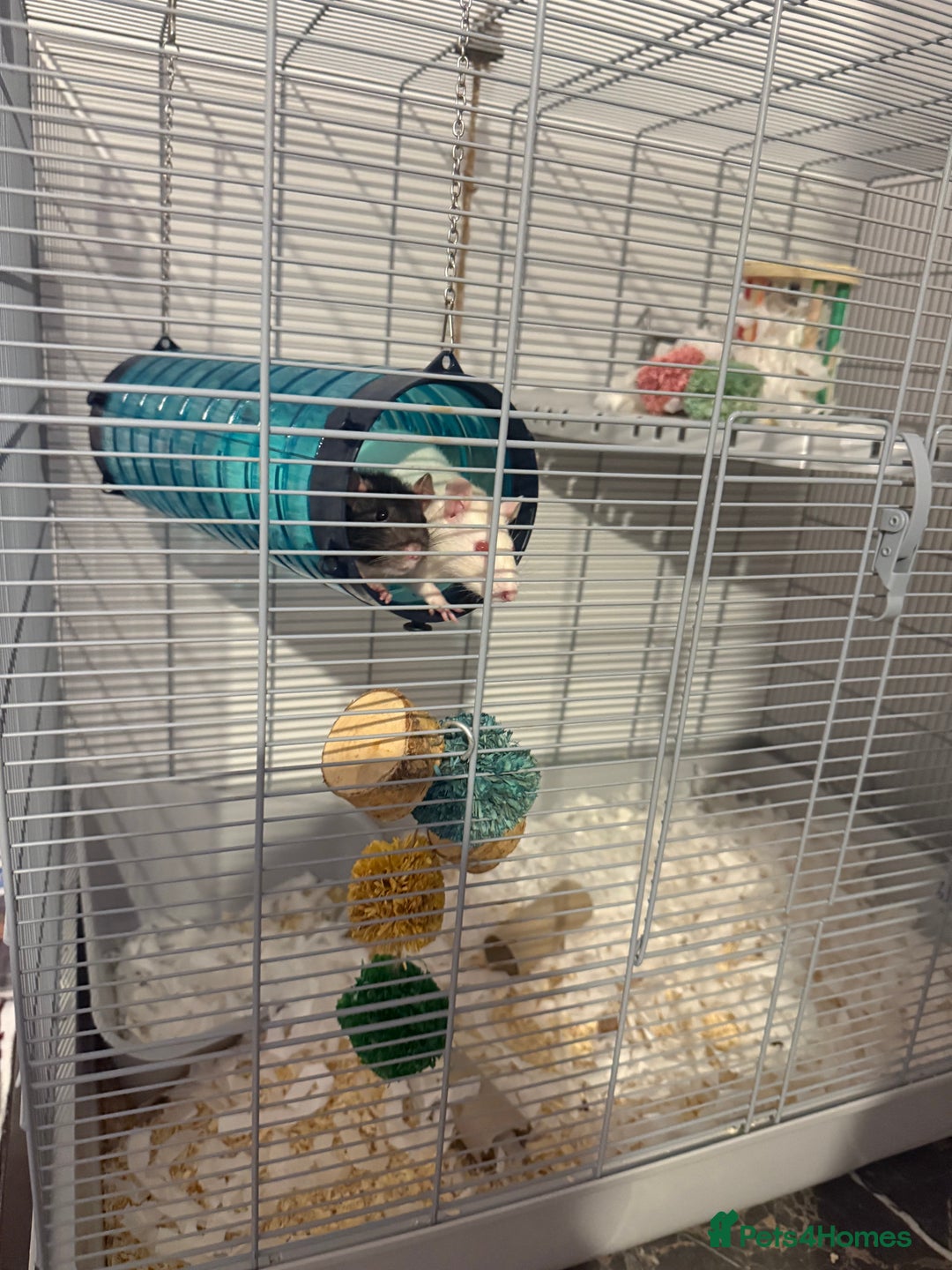 Rat rodents for sale: Pinky & brain  - Advert 2