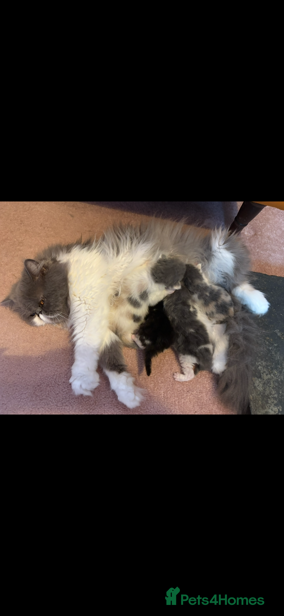 Persian cats for sale: Female Persian  - Advert 3