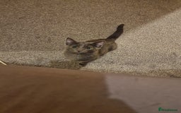 Mixed Breed cats for sale: Dusty and Misty are Affectionate and loving Duo - Image 6