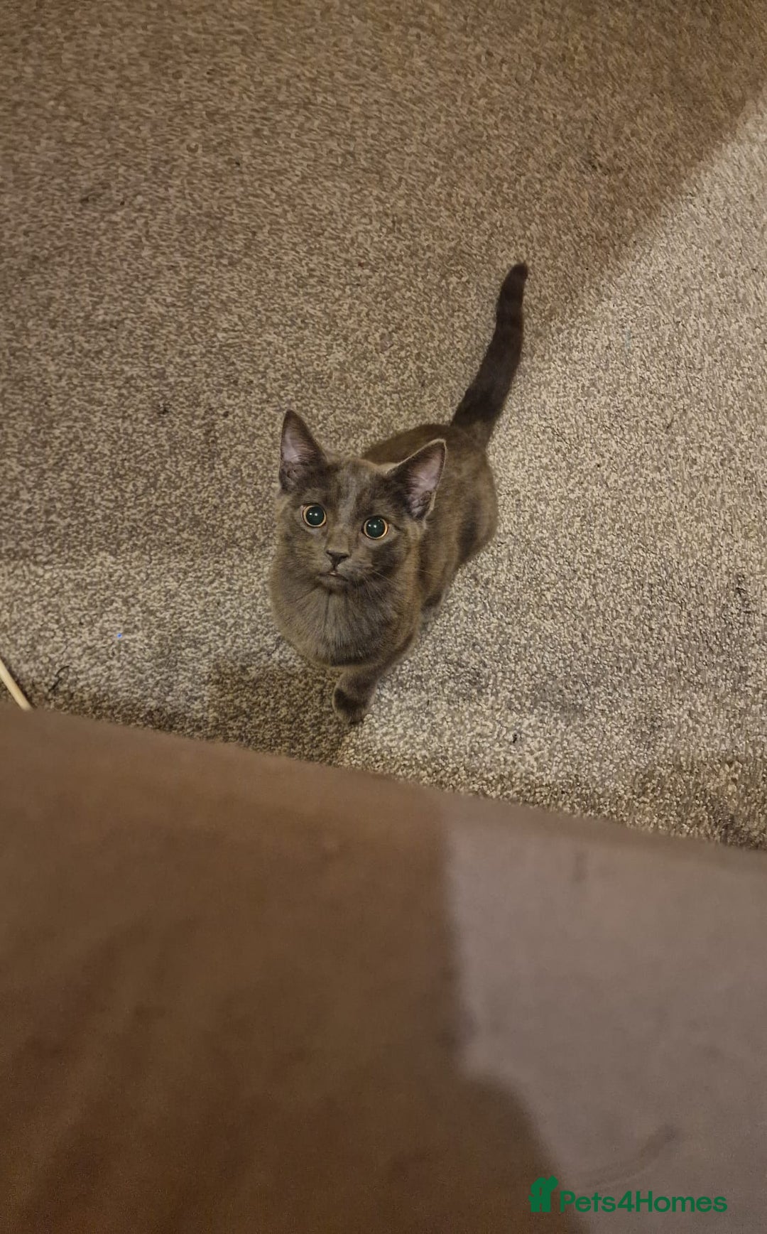 Mixed Breed cats for sale: Dusty and Misty are Affectionate and loving Duo - Image 6