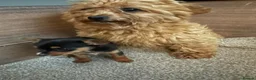 Mixed Breed dogs for sale: Girl Chihuahua puppy  - Advert 2