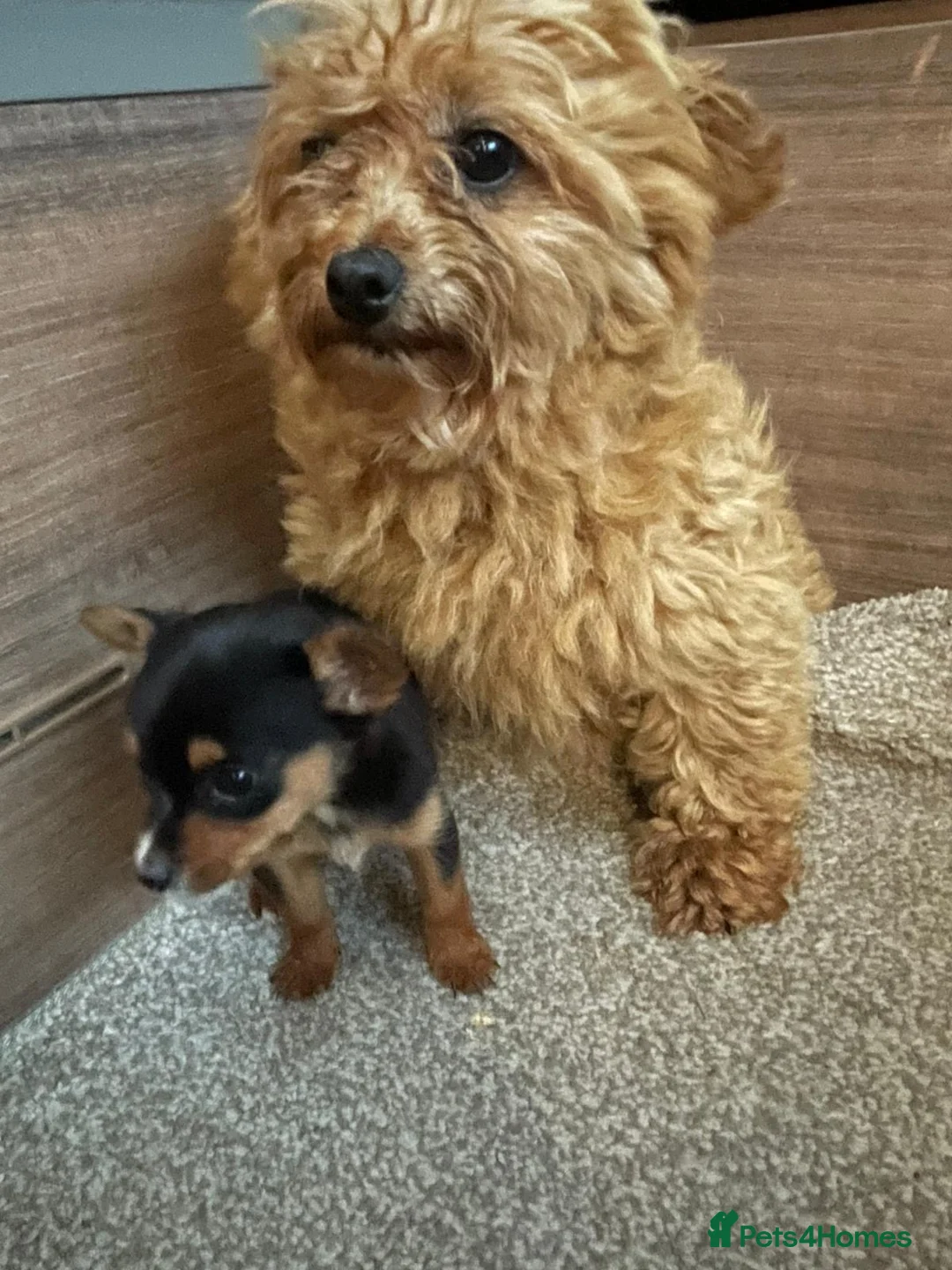 Mixed Breed dogs for sale: Girl Chihuahua puppy  - Advert 2