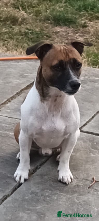 Jack Russell dogs *JackRussell Stud Ronnie* - Advert 5