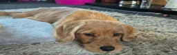 Labradoodle dogs for sale: Max my red labradoodle - Advert 6