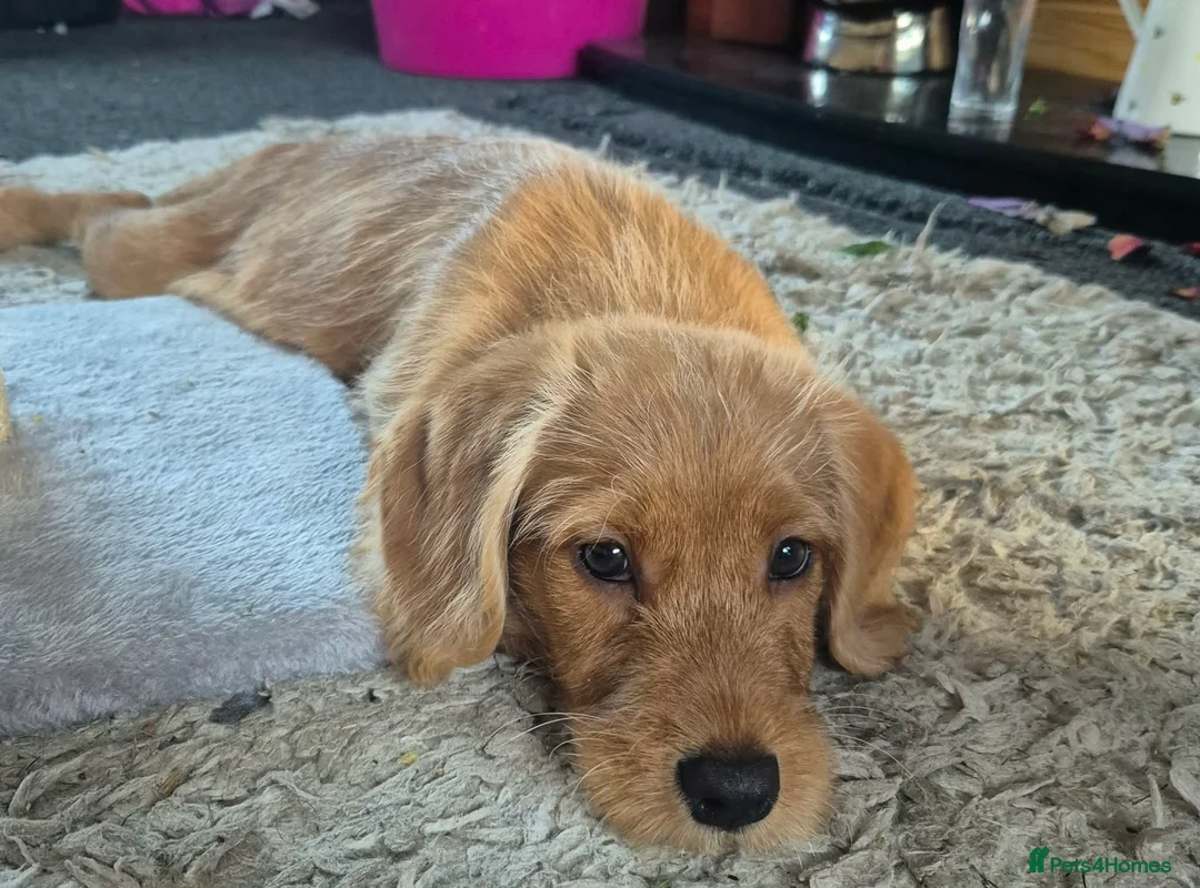 Labradoodle dogs for sale: Max my red labradoodle - Advert 6
