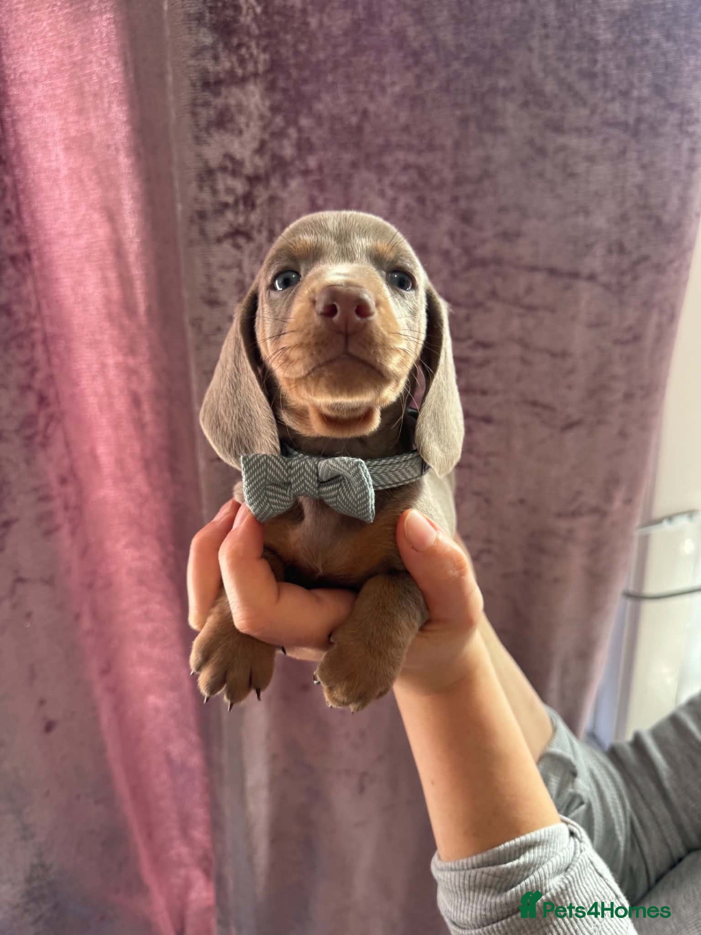 Dachshund dogs 9 Miniature Dachshunds – Ready 19th October! - Advert 6
