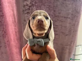 Dachshund dogs 9 Miniature Dachshunds – Ready 19th October! - Advert 6