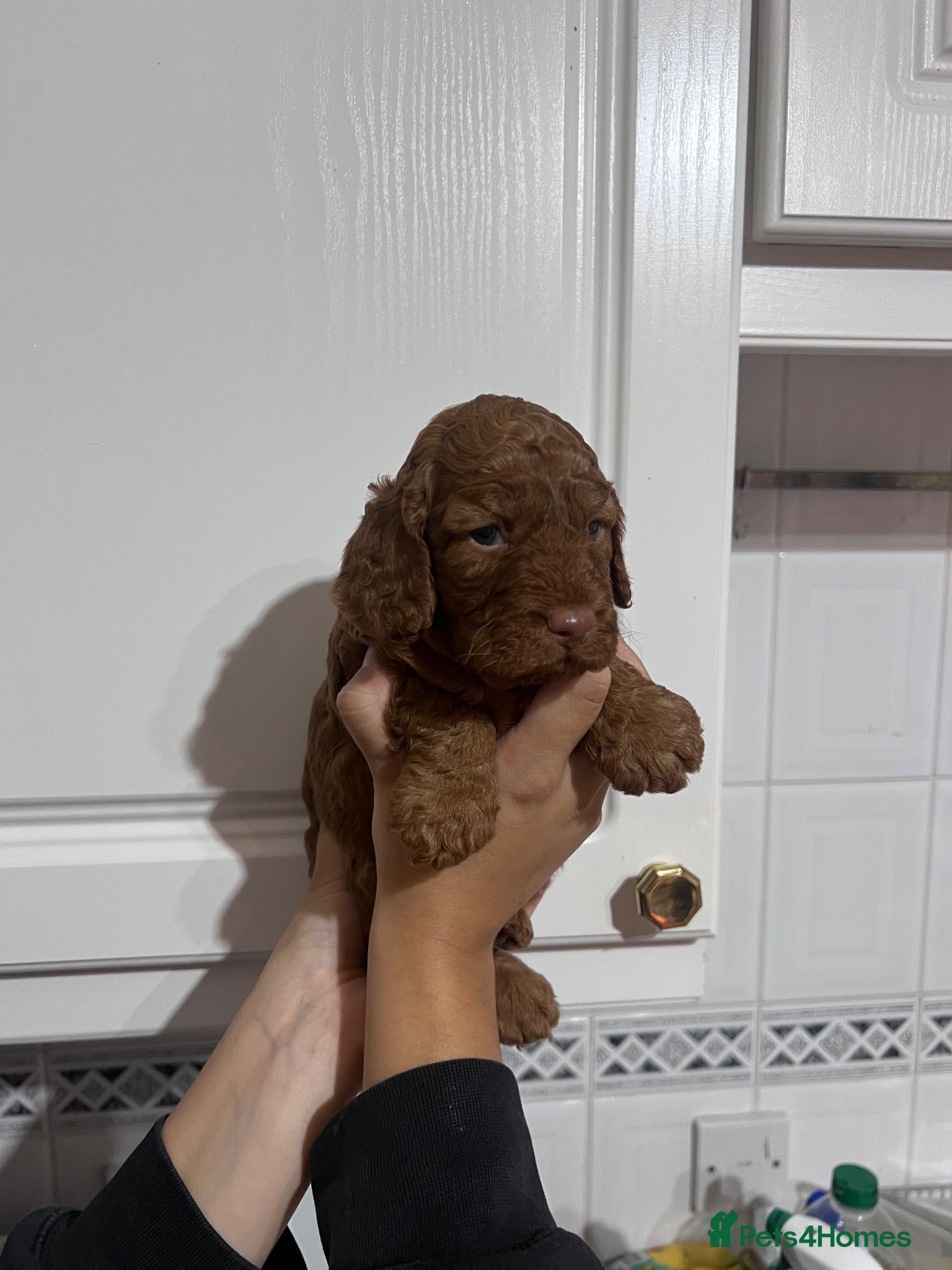 Cockapoo dogs LICENSED BREEDER Beautiful litter of F1b cockapoo  - Advert 1