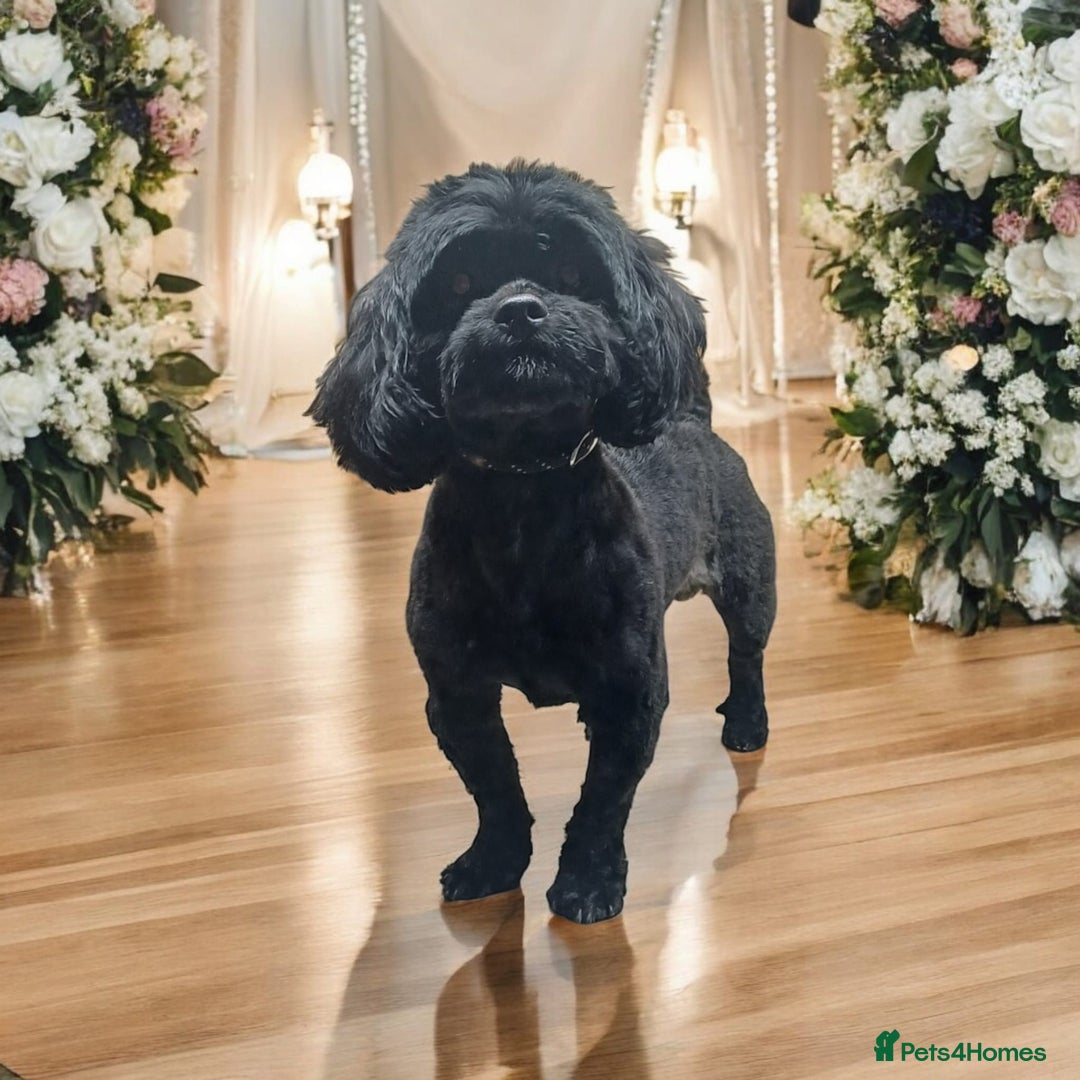 Shihpoo dogs for sale: Waffle doggie - Image 5