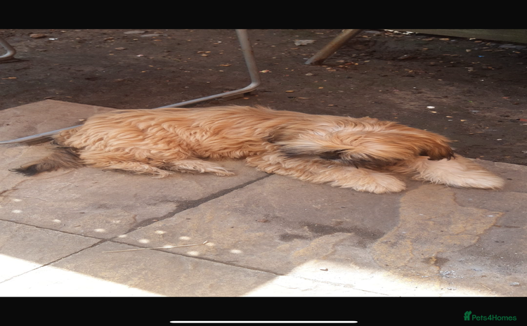 Shih Tzu dogs - Advert 4
