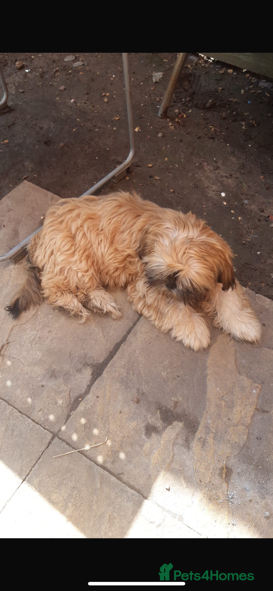 Shih Tzu dogs for sale: One female left - Image 1
