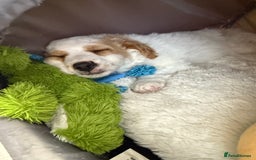 Jackapoo dogs for sale: Jackpoo pup for rehome  - Image 4