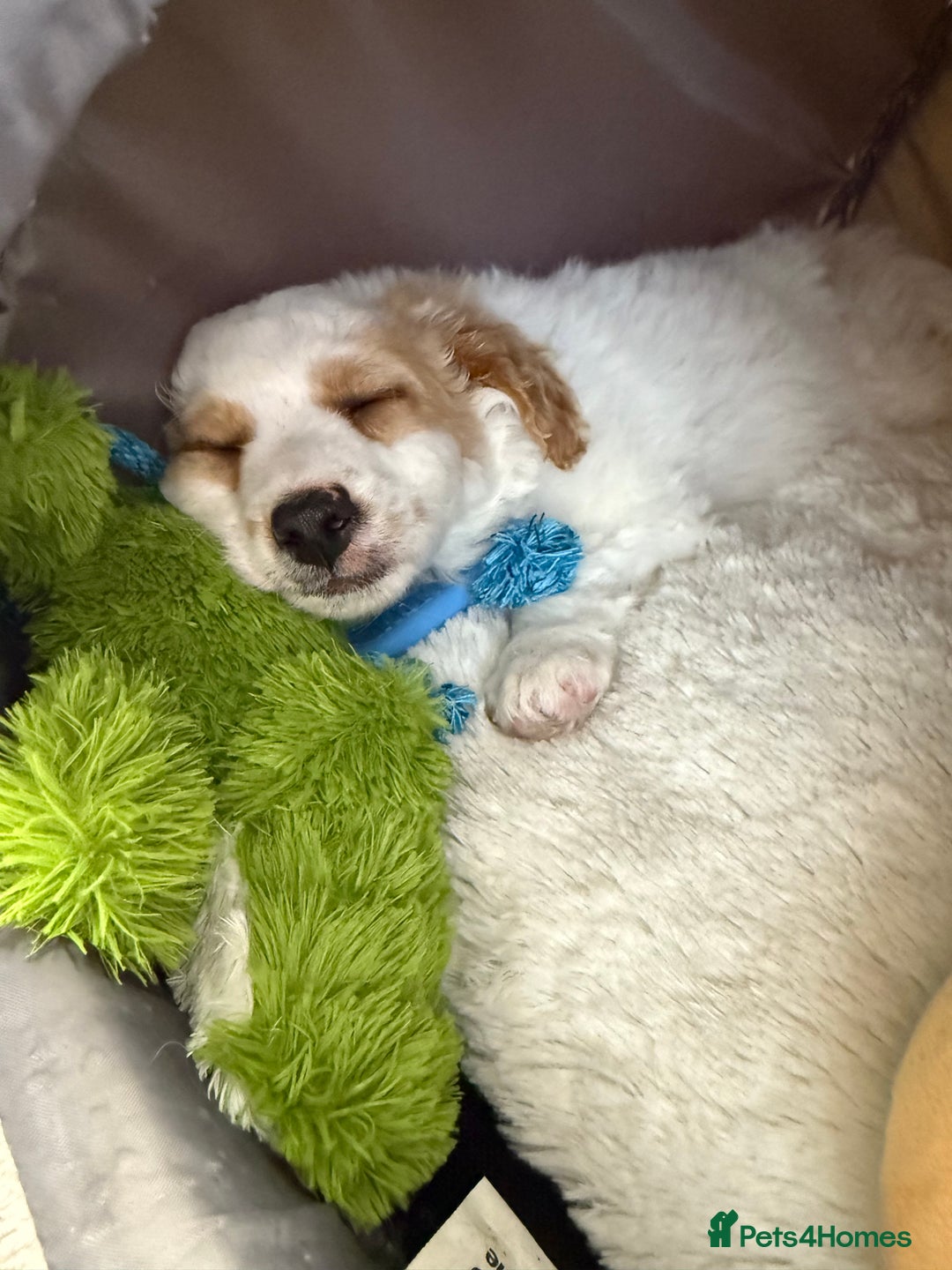 Jackapoo dogs for sale: Jackpoo pup for rehome  - Image 4