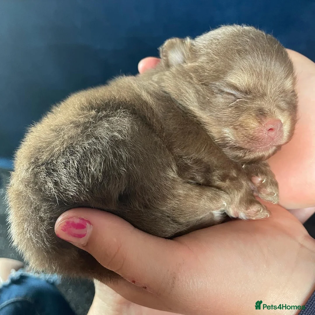 Pomeranian dogs for stud: 1.8kg Tiny Choco Carry Tan Blue Lilac DNA tested in Rotherham - Advert 17