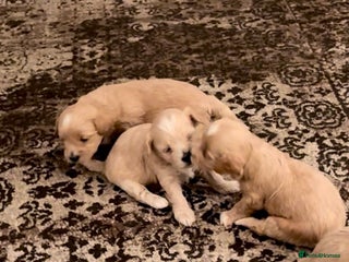 Maltipoo dogs Miniature F1 Maltipoo Puppies - Advert 5