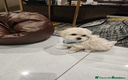 Maltipoo dogs for sale: Maltipoo F1, KC Parents Extensively DNA Clear   - Image 15
