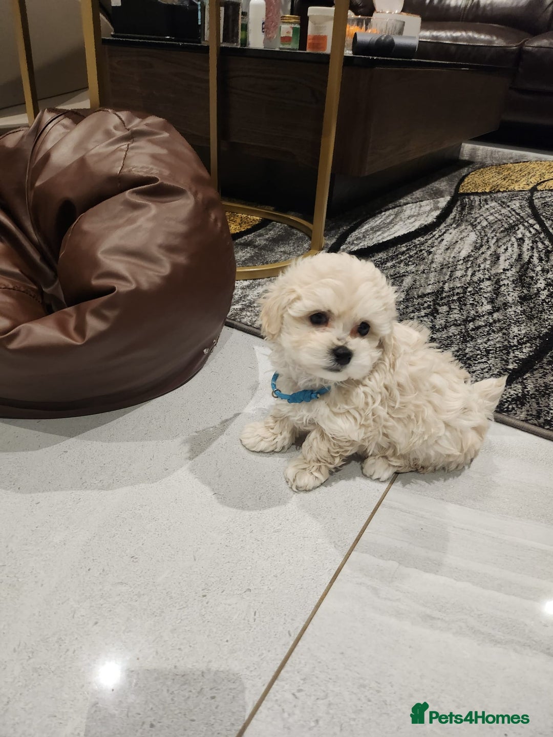Maltipoo dogs for sale: Maltipoo F1, KC Parents Extensively DNA Clear   - Image 15