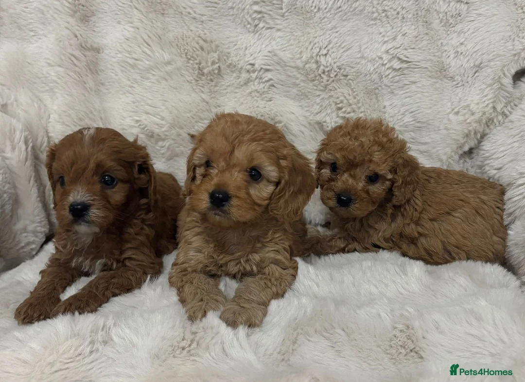 Cavapoo dogs for sale: Cavpoo puppies - Advert 5