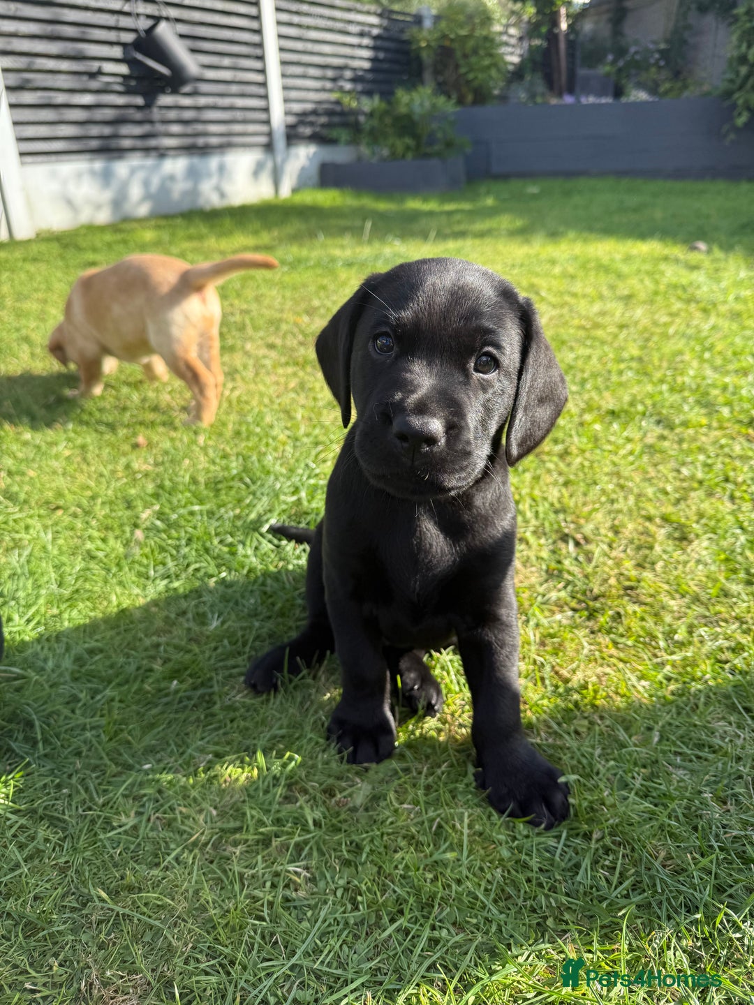 Labrador Retriever dogs for sale: KC Registered Lab pups ready for reserving - Image 9