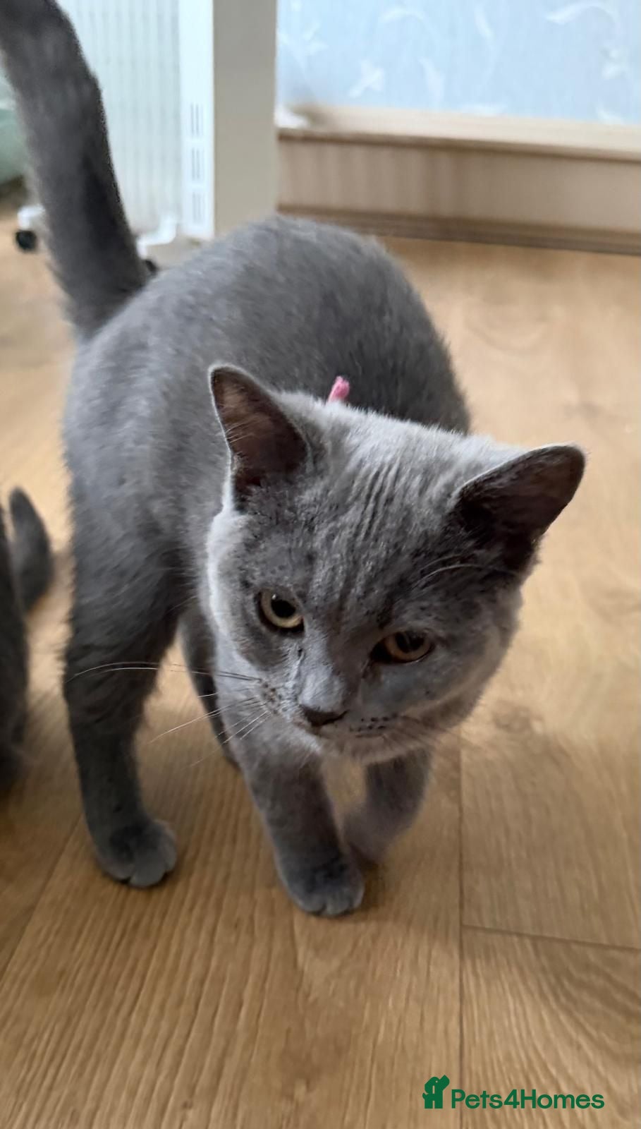 British Shorthair cats GGCF blue british shorthair kittens - Advert 2