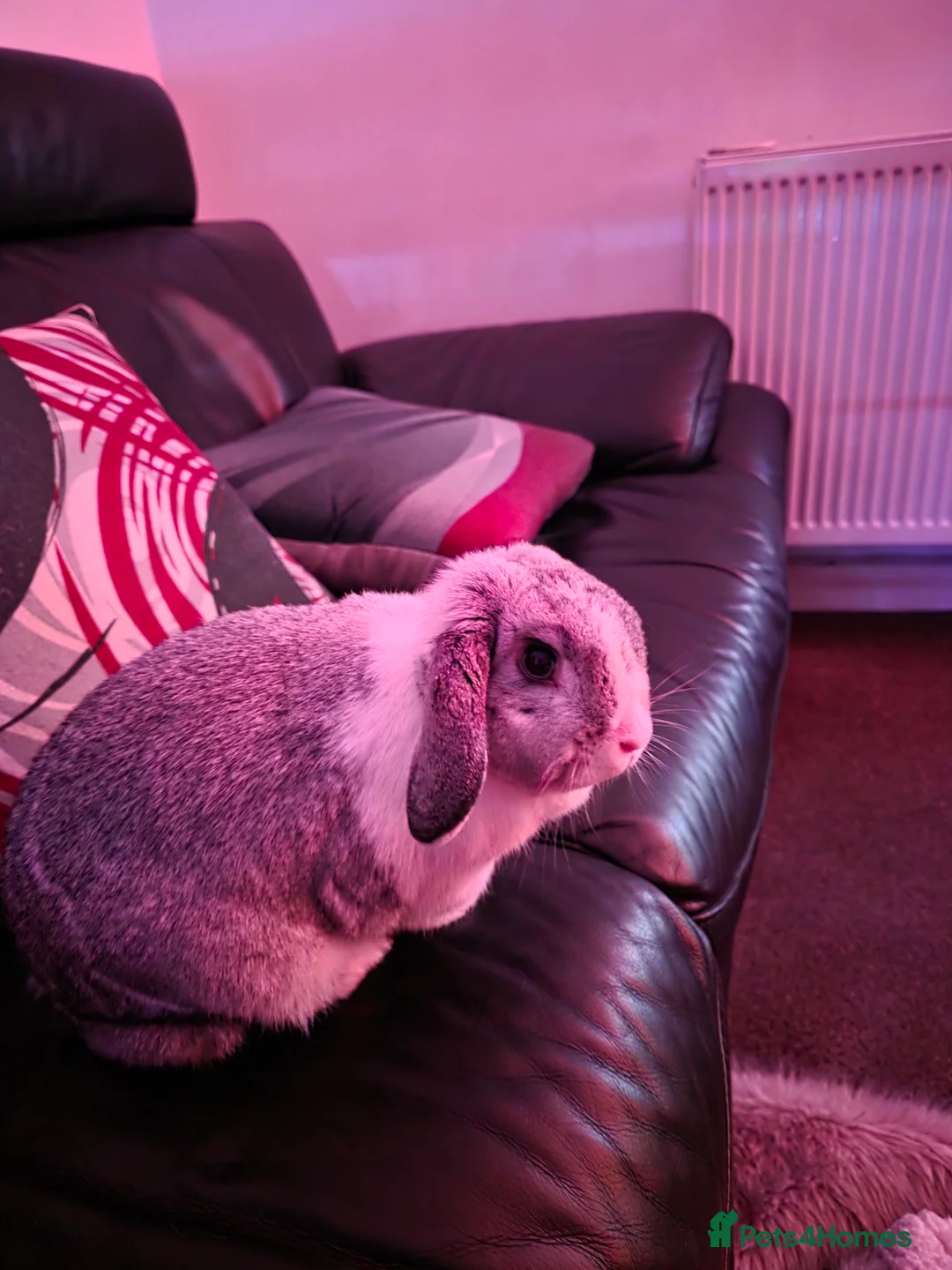 Mini Lop rabbits for sale: Miss Floppy - Advert 17